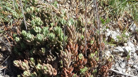 Sedum 